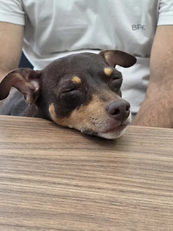 Cão em avaliação na mesa de atendimento