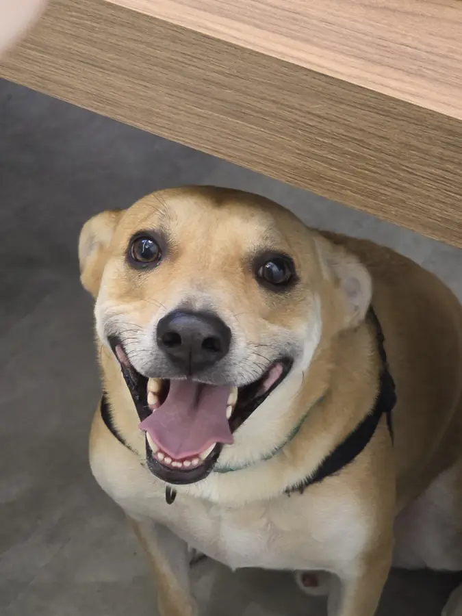 Cão sorrindo durante o atendimento