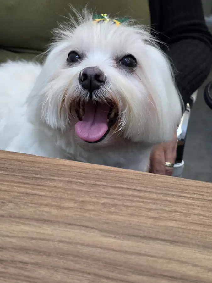 Cão branco na mesa de atendimento
